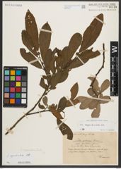 Foto von Salix appendiculata Vill.